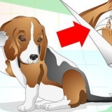 Trattare le infezioni dell'orecchio nei cani