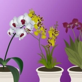 Orchidee in crescita