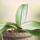 Far sbocciare le orchidee