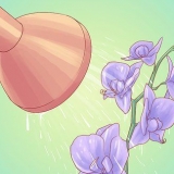 Innaffiare le orchidee