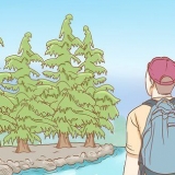 Sopravvivenza nella foresta