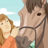 Equitazione
