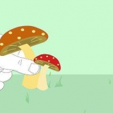 Uccidere i funghi