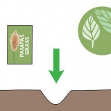 Erba di pampa in crescita