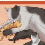 Regalare gattini appena nati
