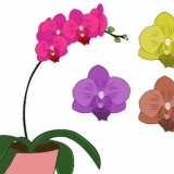 Cura delle orchidee phalenopsis (orchidee a farfalla)