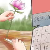 Condivisione e trapianto di peonie