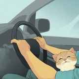 In viaggio con un gatto