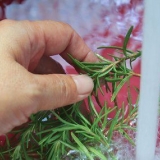 Fare l'olio di rosmarino