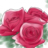 Rose in crescita