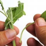 Salvia essiccante