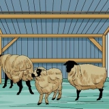 Prendersi cura delle pecore