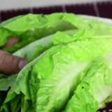 Mantieni la lattuga fresca
