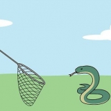 Catturare serpenti