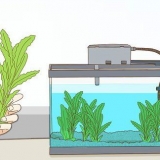 Giocando con il tuo pesce combattente siamese