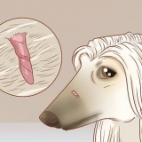 Rimuovere le etichette della pelle nei cani