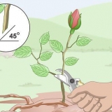 Prendere talee dalle rose