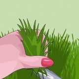 Premendo wheatgrass