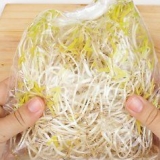 Preparare i germogli di soia