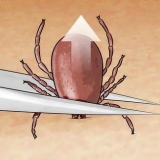 Uccidi le zecche