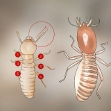Identificazione delle larve di termiti