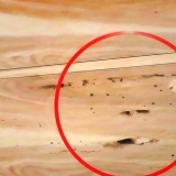 Riconoscere il danno da termite