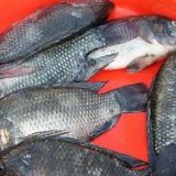 Tilapia alla griglia