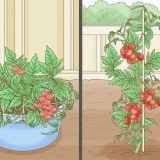 Coltivare pomodori al chiuso