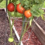 Coltivare pomodori in serra