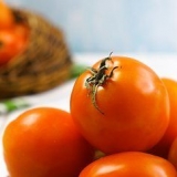 Fare il succo di pomodoro