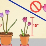 Coltivare i tulipani in vaso