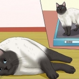 Prevenire le infezioni delle vie urinarie nei gatti
