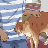 Districare la pelliccia del gatto