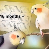 Allevamento di cockatiels