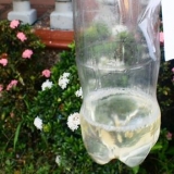Fai l'irrigazione a goccia da una bottiglia di plastica