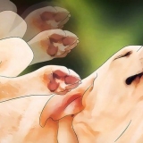 Sbarazzati dei pidocchi dei cani