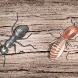 Sbarazzati delle formiche carpentiere