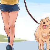 Amare il tuo cane