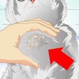 Sbarazzarsi della forfora del gatto