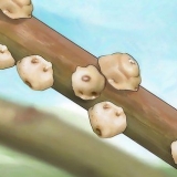 Sbarazzati delle cocciniglie