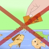Come sbarazzarsi delle lumache in un acquario