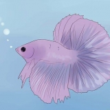 Determinare se il tuo pesce betta è malato
