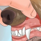 Riconoscere l'avvelenamento nei cani