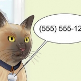 Muoversi con un gatto