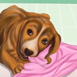 Ferma il comportamento distruttivo nei cani