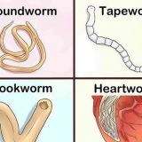 Identificazione di diversi vermi nei cani