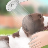 Tieni le mosche lontane dai cani