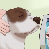 Uccidere le pulci nei cani