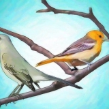 Attirare gli uccelli
