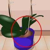 Prendersi cura delle piante d'appartamento